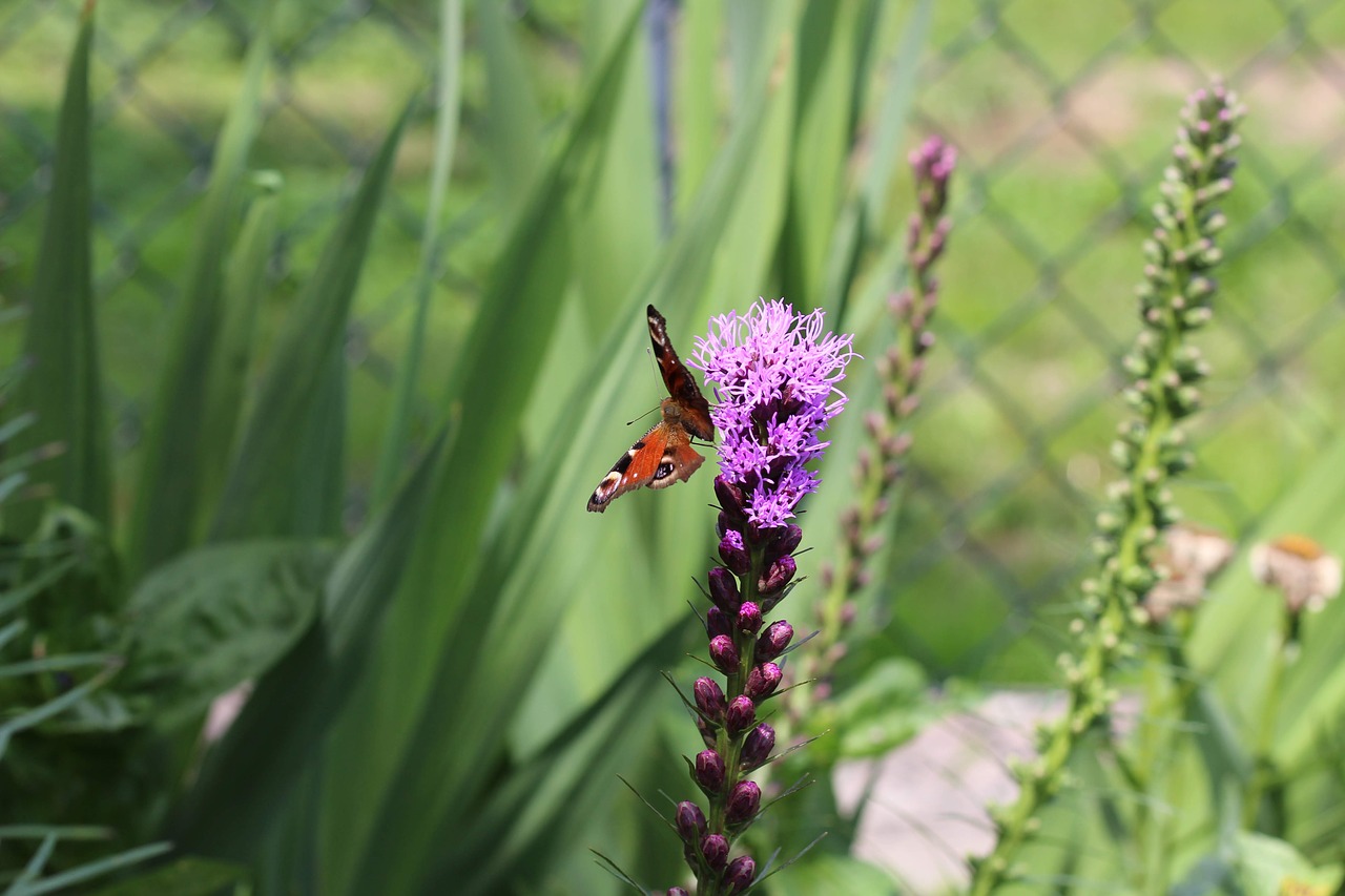 butterfly  flower  garden free photo