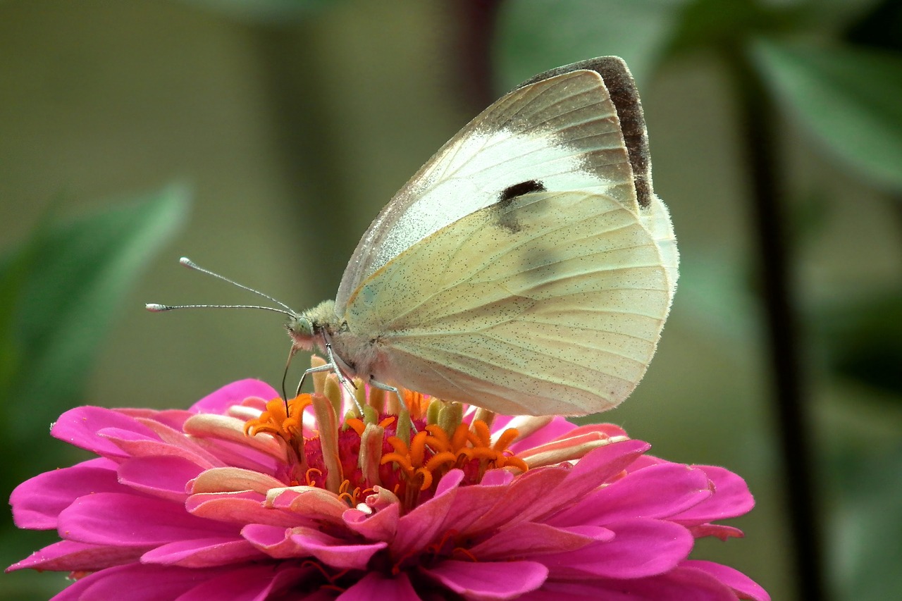 butterfly  insect  flower free photo