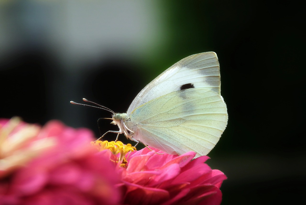 butterfly  insect  nature free photo