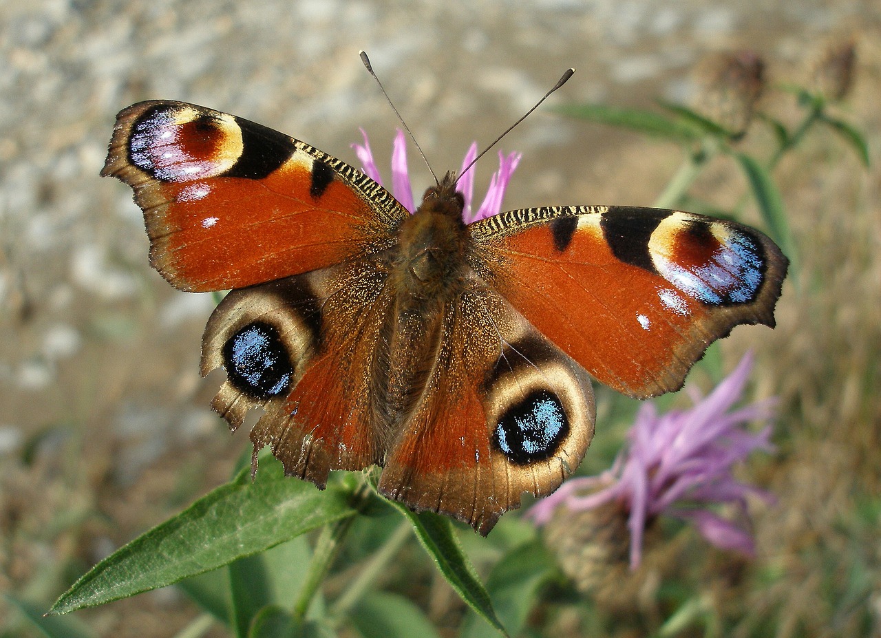 butterfly  insect  nature free photo