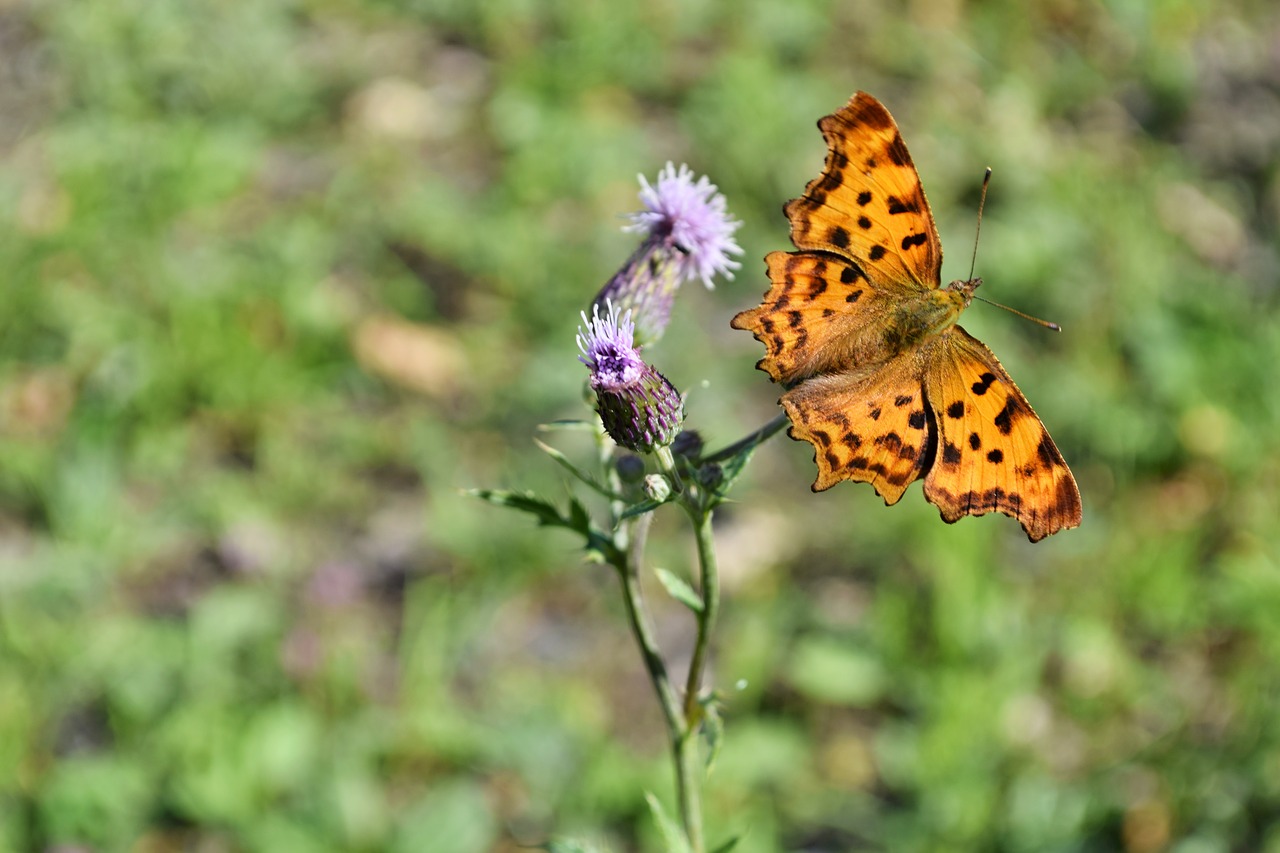 butterfly  insects  flower free photo