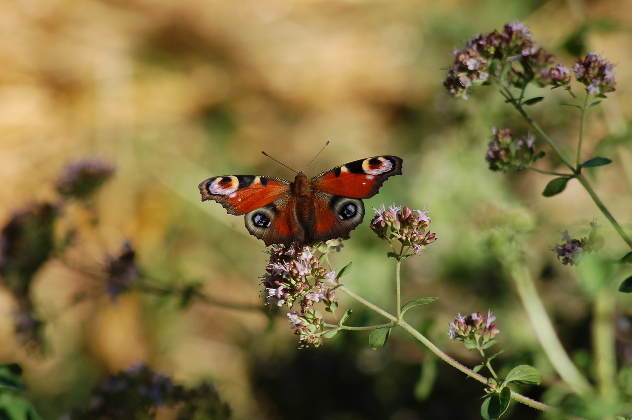 butterfly  insect  ali free photo