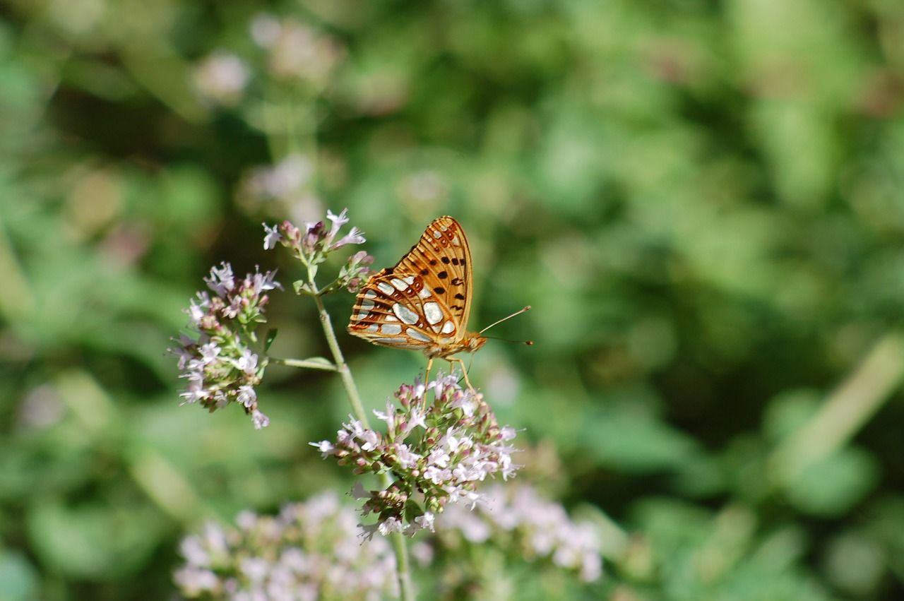 butterfly  flowers  summer free photo