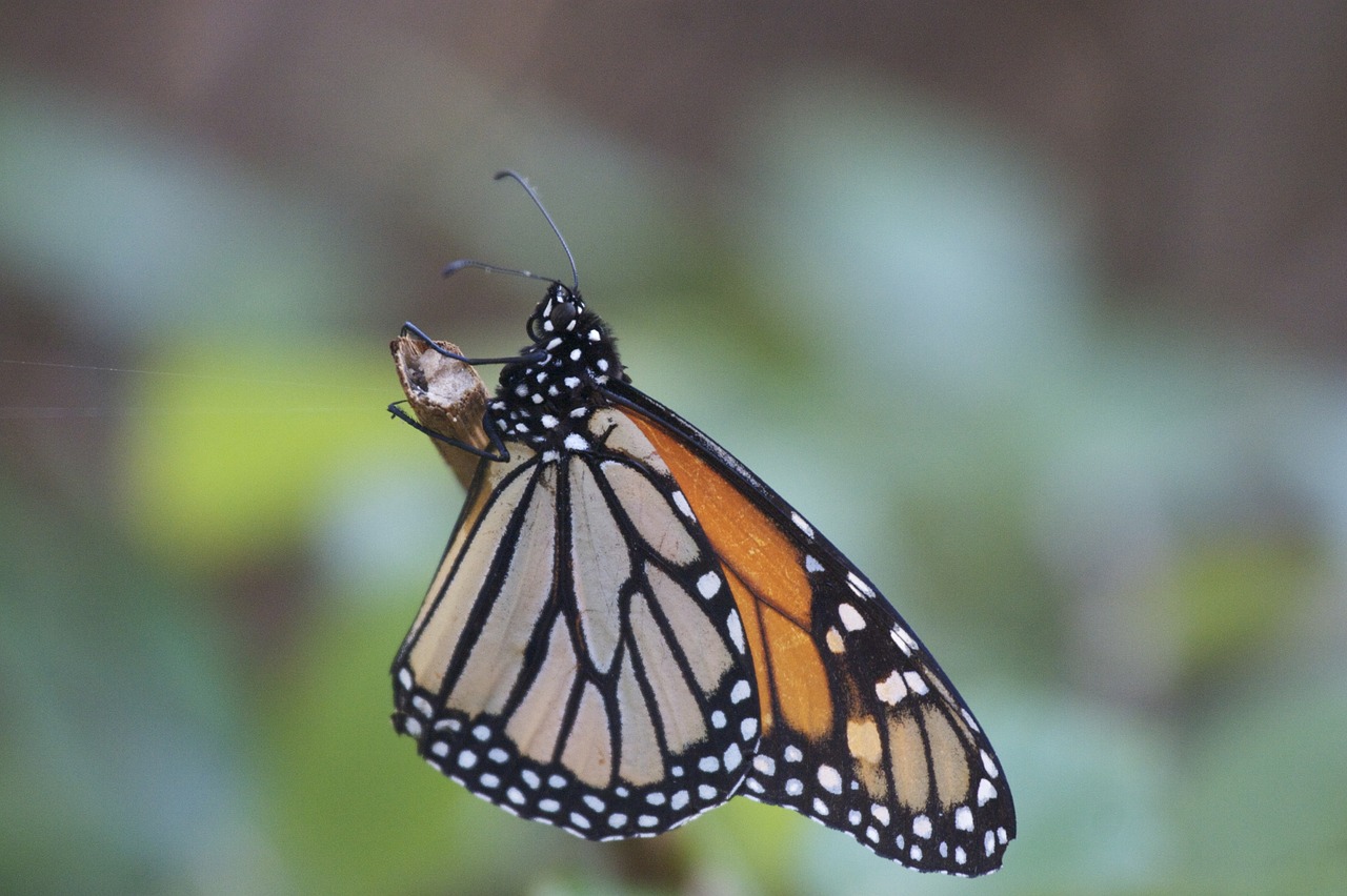 butterfly  monarch  insect free photo