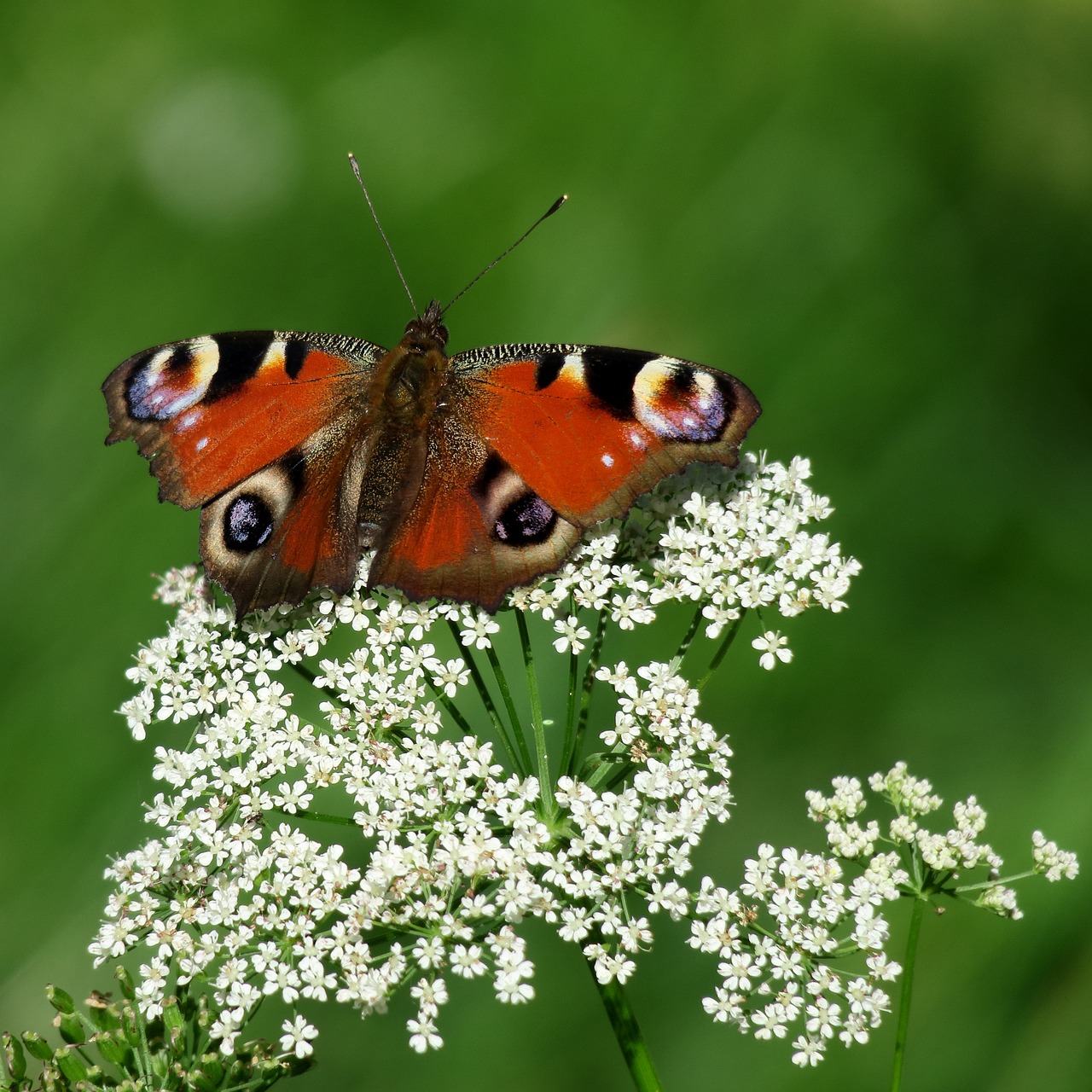 butterfly  peacock  insect free photo