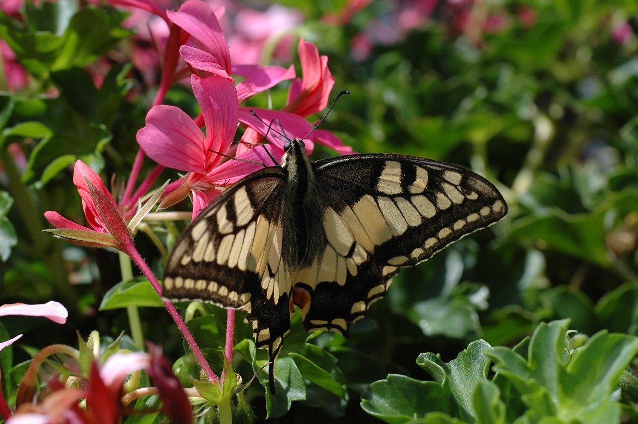 butterfly  swallowtail  flowers free photo