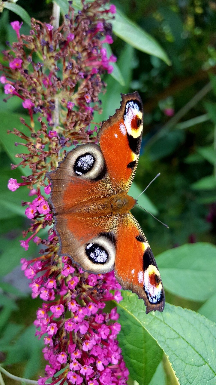 butterfly  nature  insect free photo