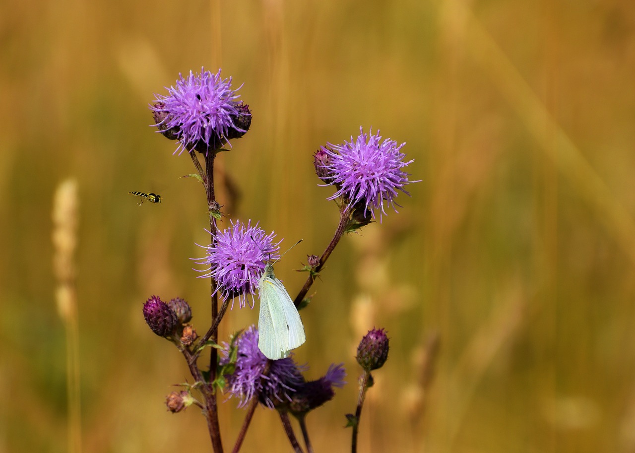 butterfly  thistle  hoverfly free photo