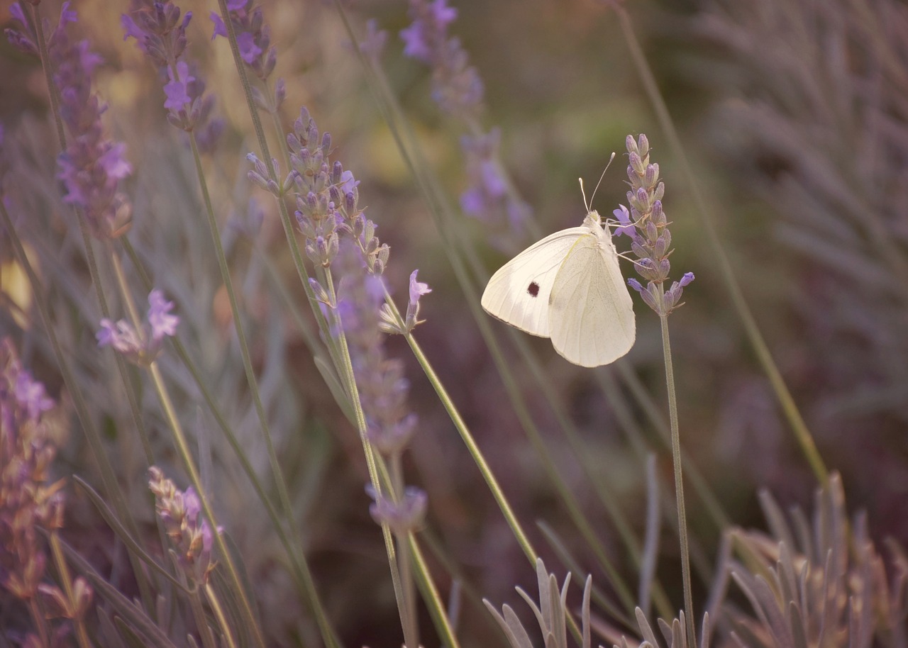 butterfly  nature  flower free photo