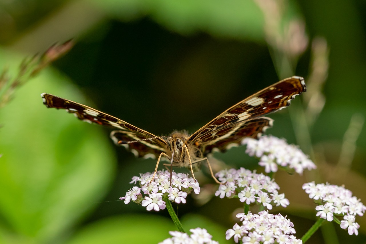 butterfly  summer  blossom free photo