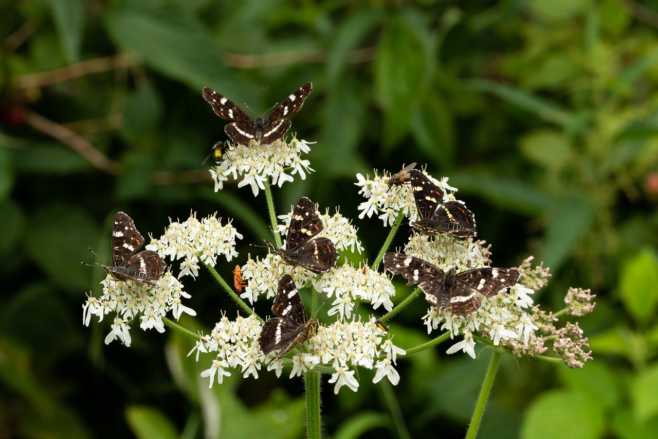 butterfly  blossom  bloom free photo