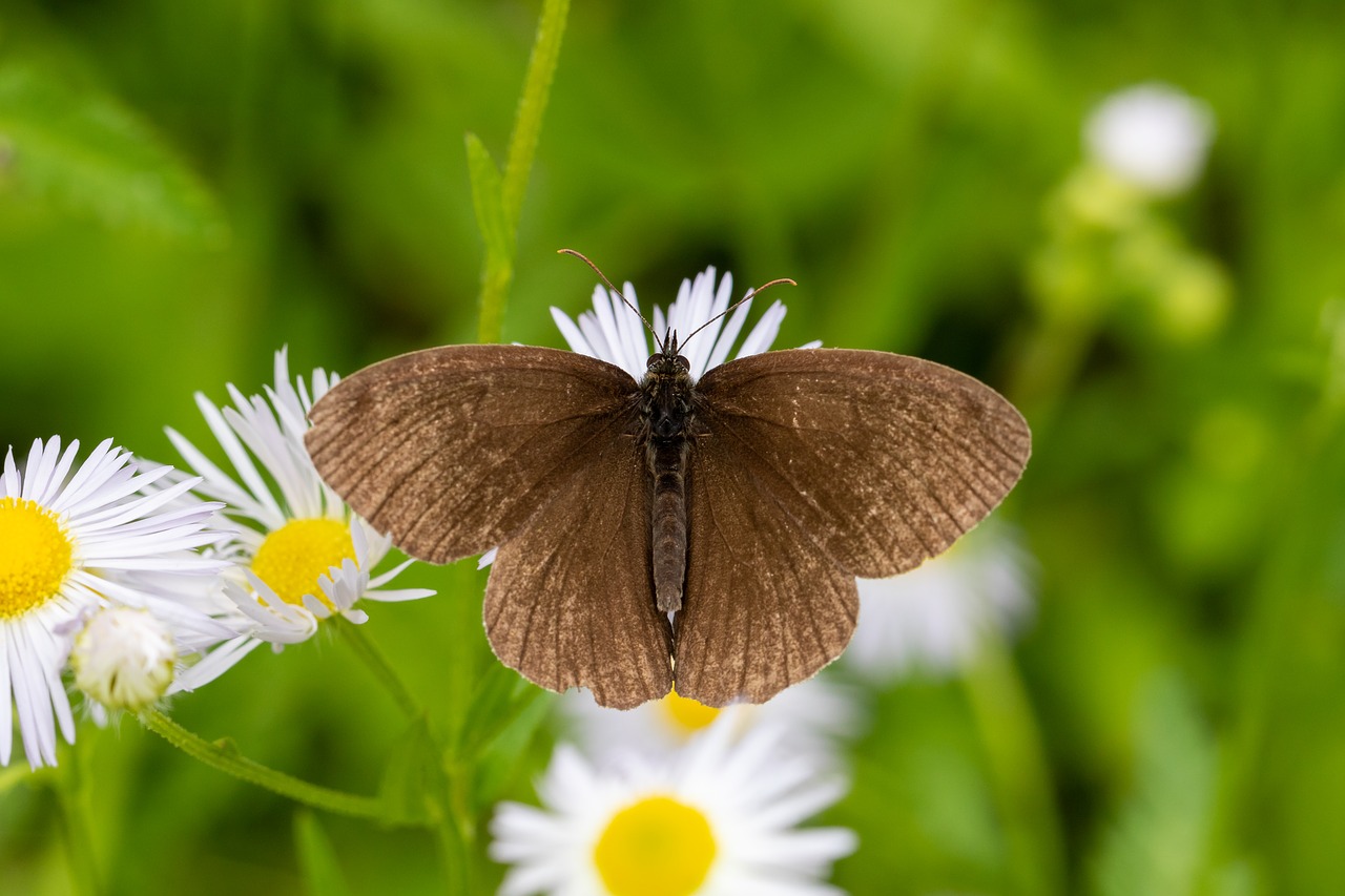 butterfly  summer  blossom free photo