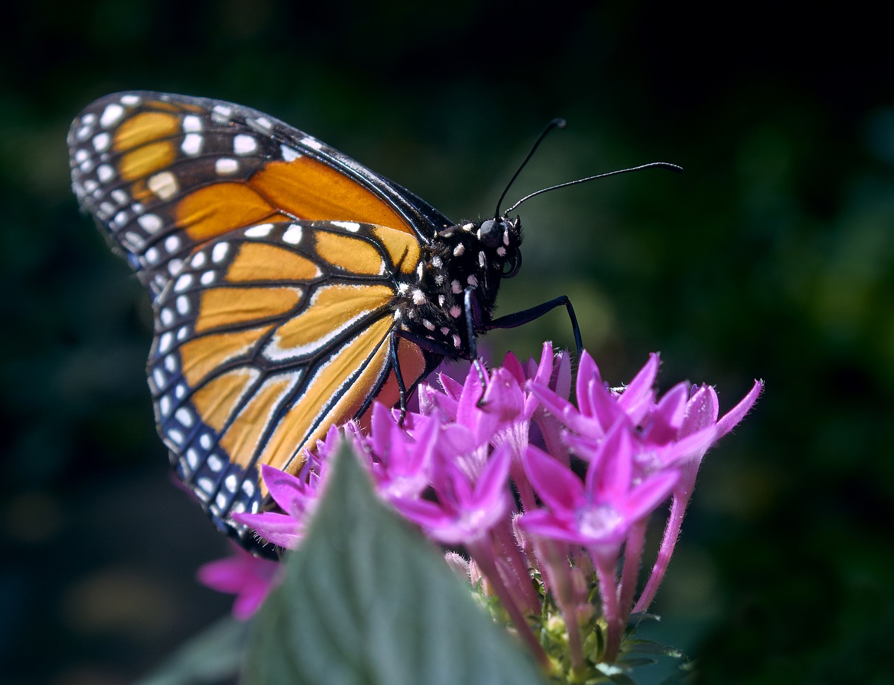 butterfly  flower  nature free photo