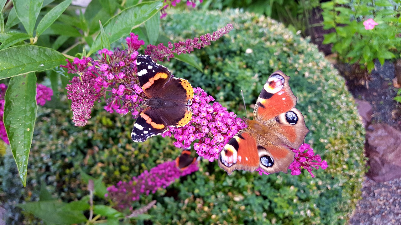 butterfly  nature  insect free photo