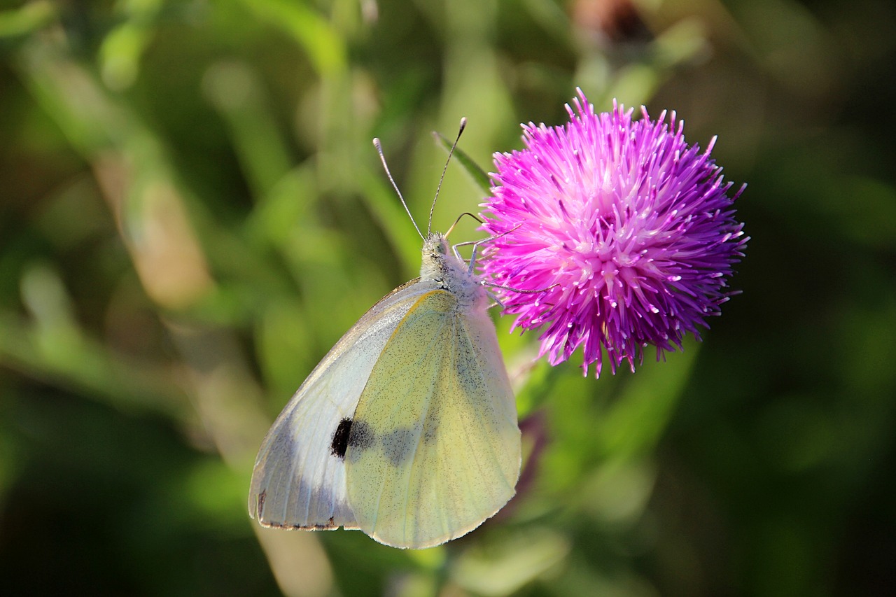 butterfly  cabbage white  bug free photo
