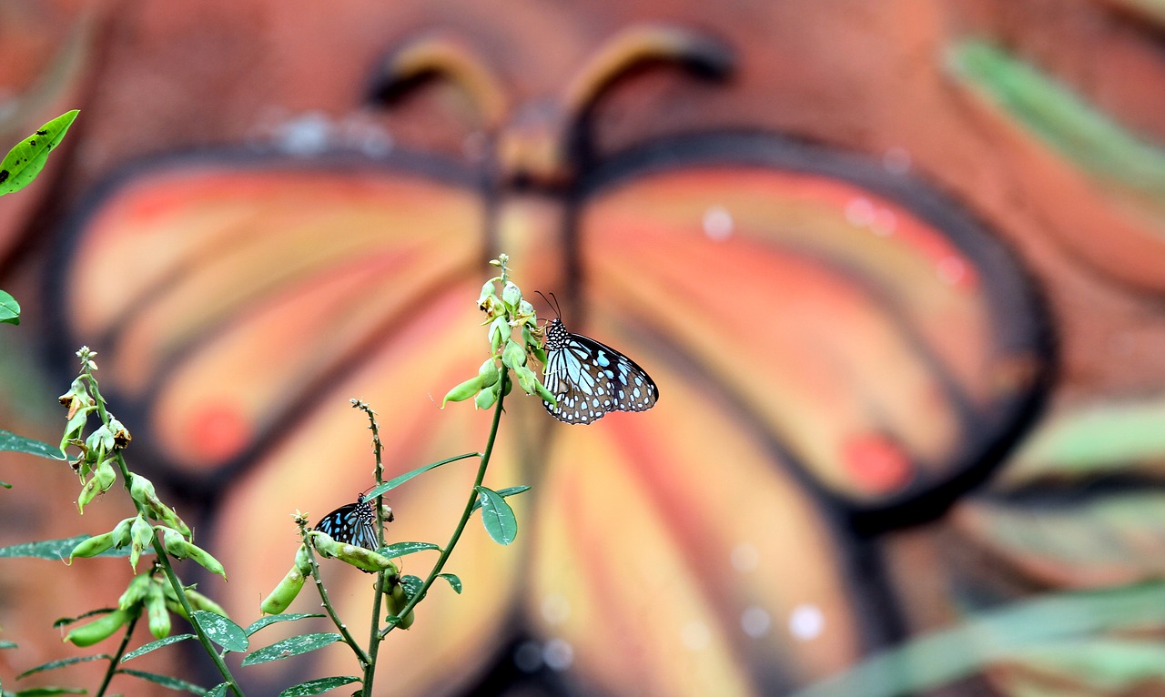 butterfly  park  butterflies free photo