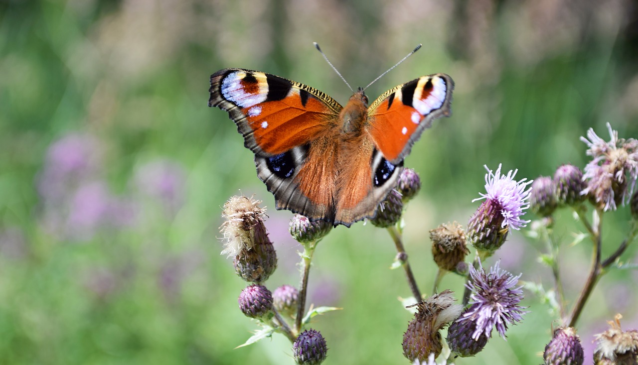 butterfly  insects  meadow free photo