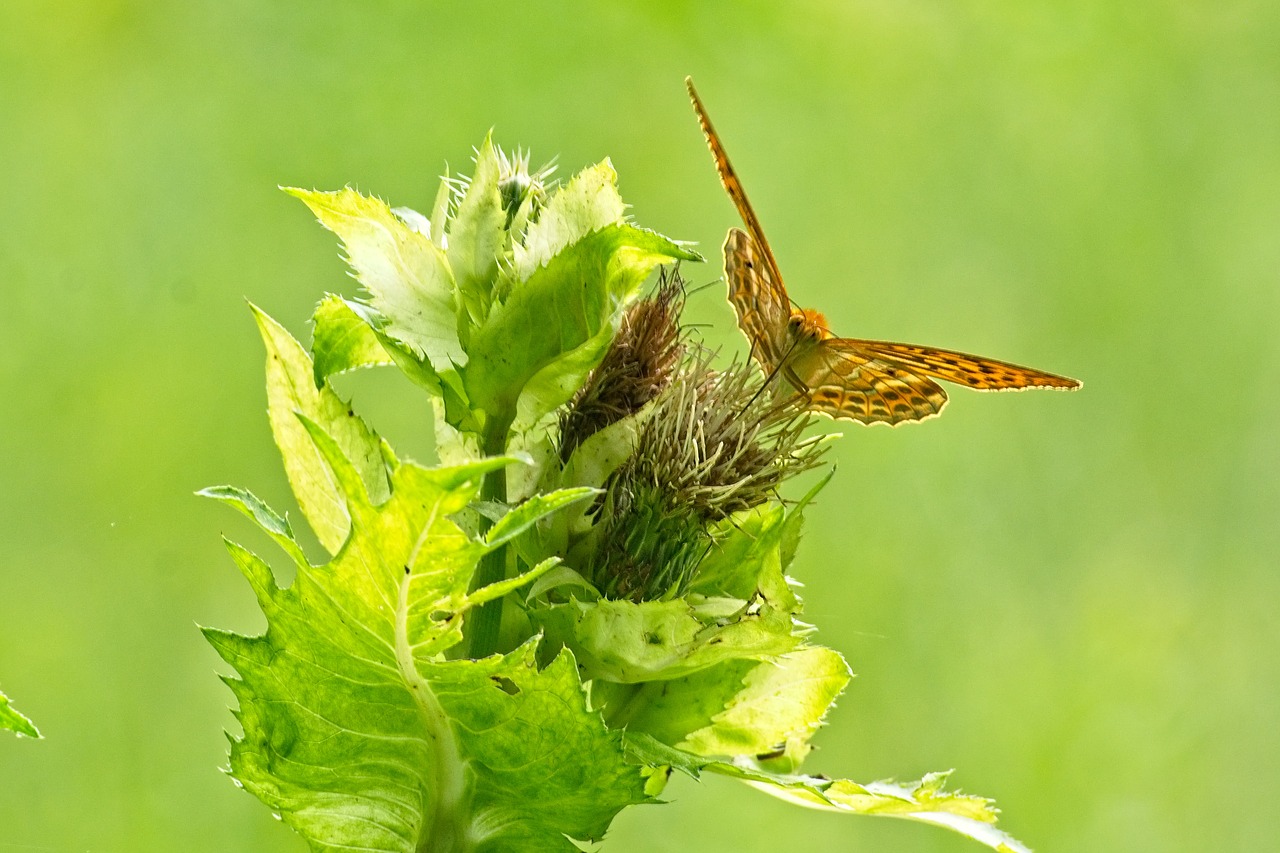 butterfly  mother of pearl butterfly  insect free photo