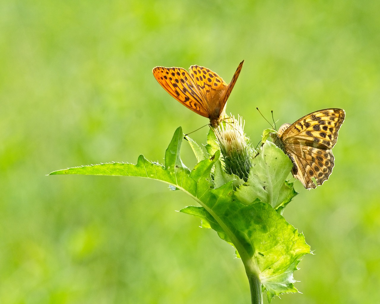 butterfly  mother of pearl butterfly  insect free photo