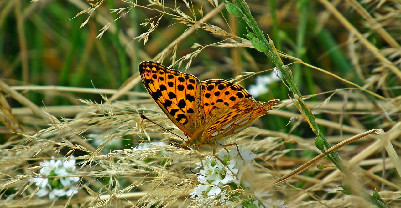 butterfly  insect  meadow free photo