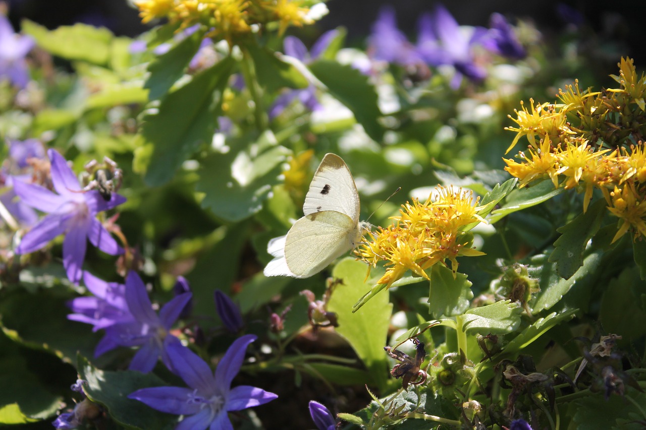 butterfly  white  flowers free photo