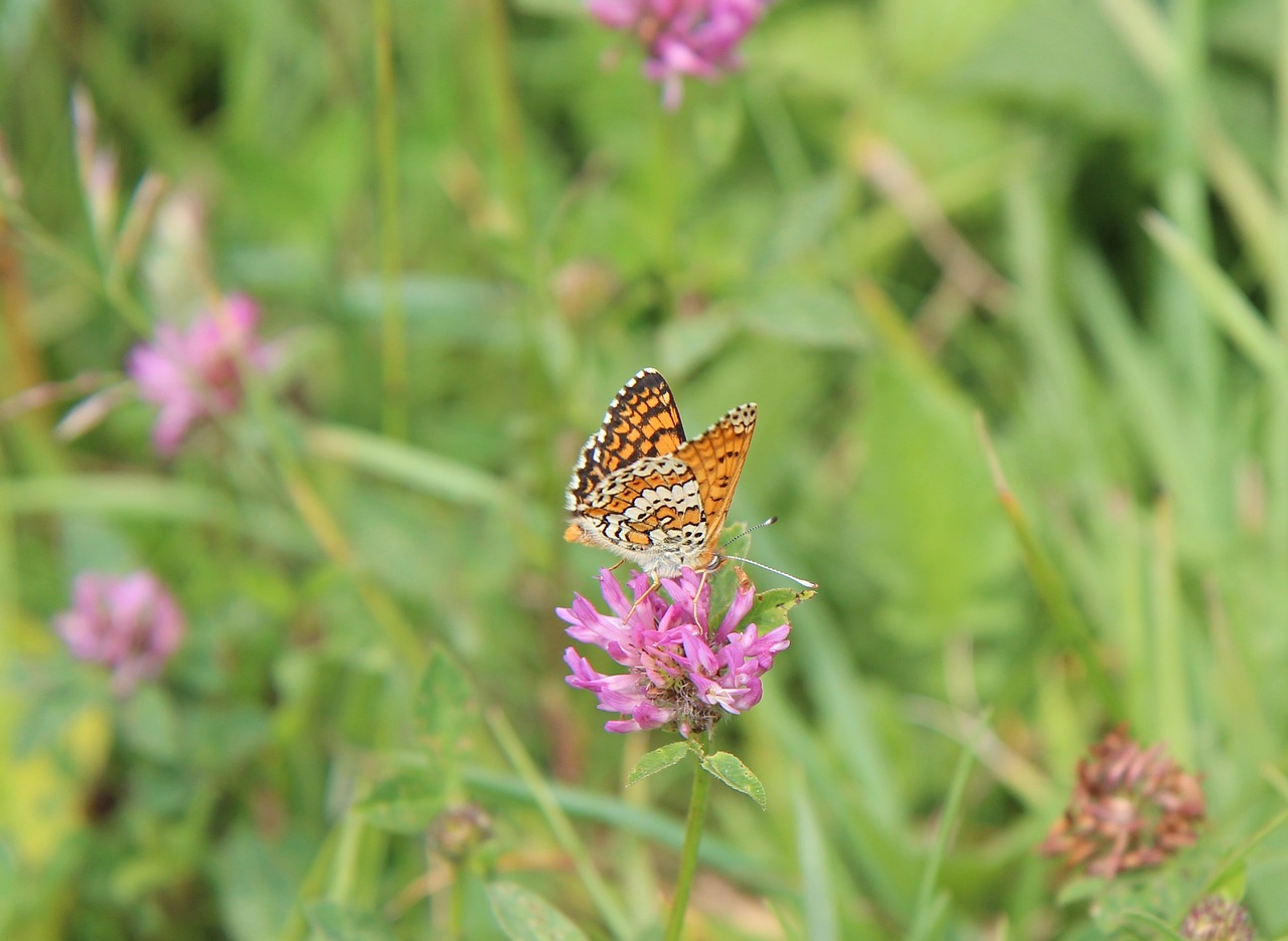 butterfly  orange butterfly  nature free photo