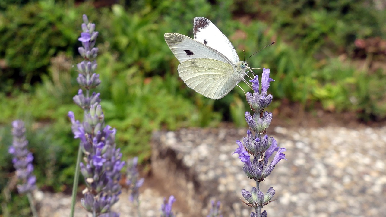 butterfly  insect  nature free photo