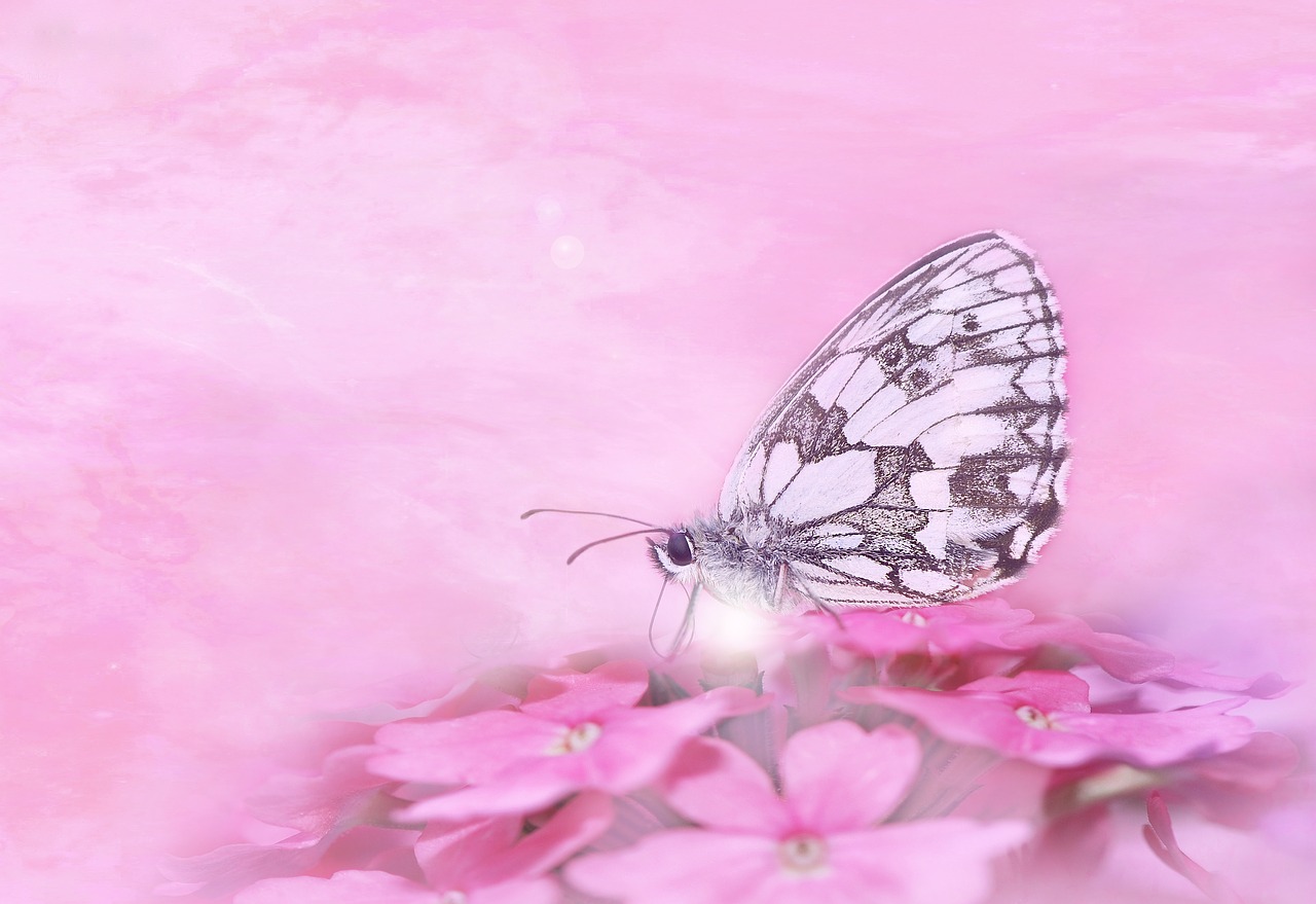 butterfly  insect  close up free photo