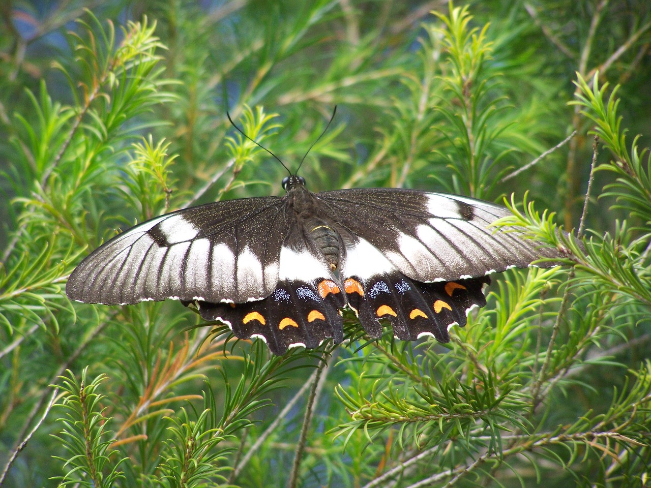 butterfly  shrub  nature free photo