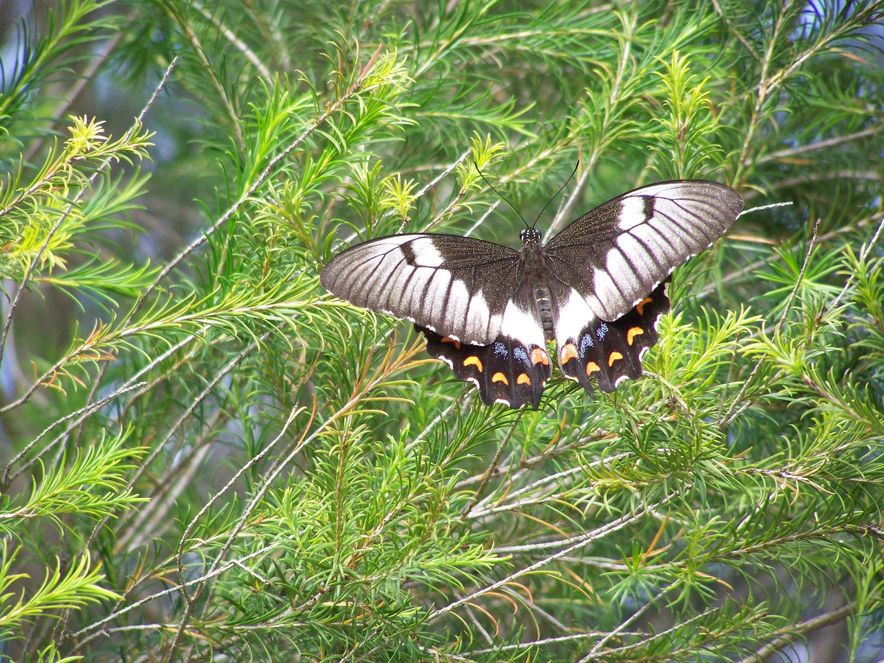 butterfly  shrub  nature free photo