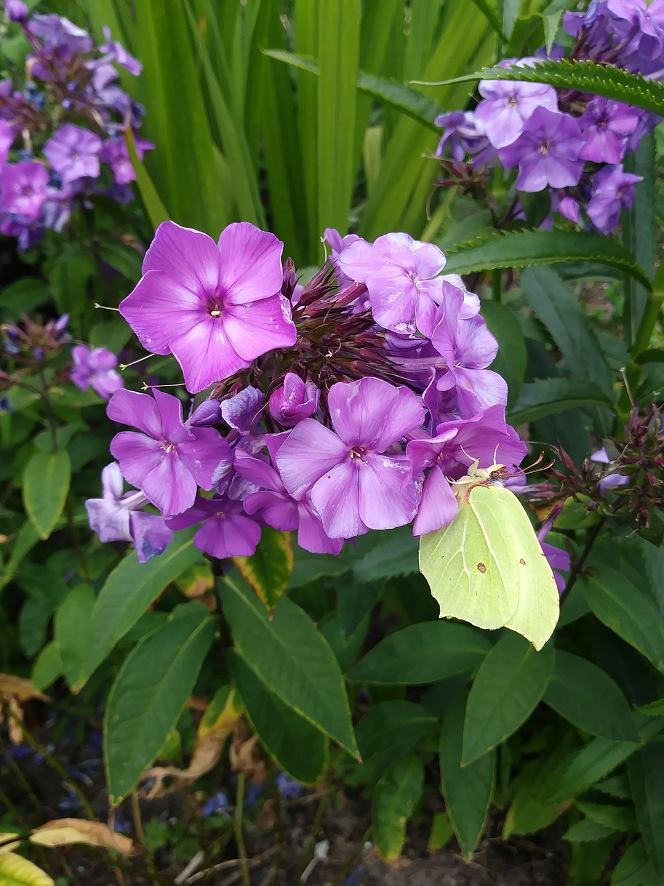 butterfly  gonepteryx rhamni  blossom free photo