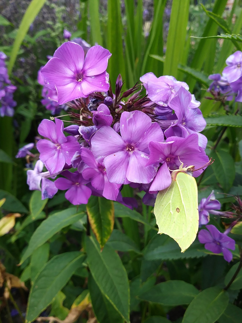 butterfly  gonepteryx rhamni  blossom free photo