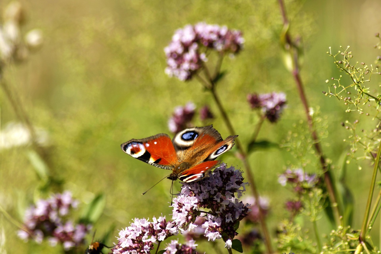 butterfly  insect  wing free photo