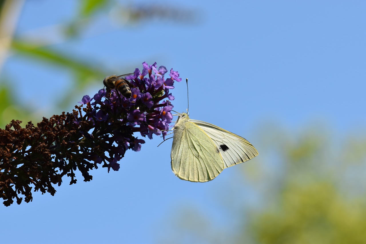 butterfly  white  food intake free photo