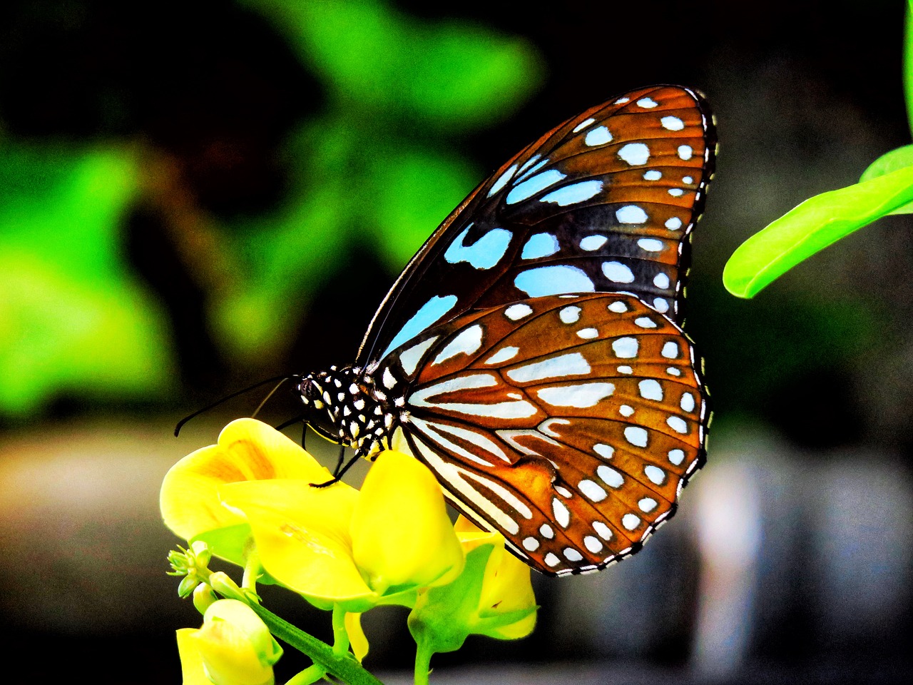 butterfly  nature  insect free photo