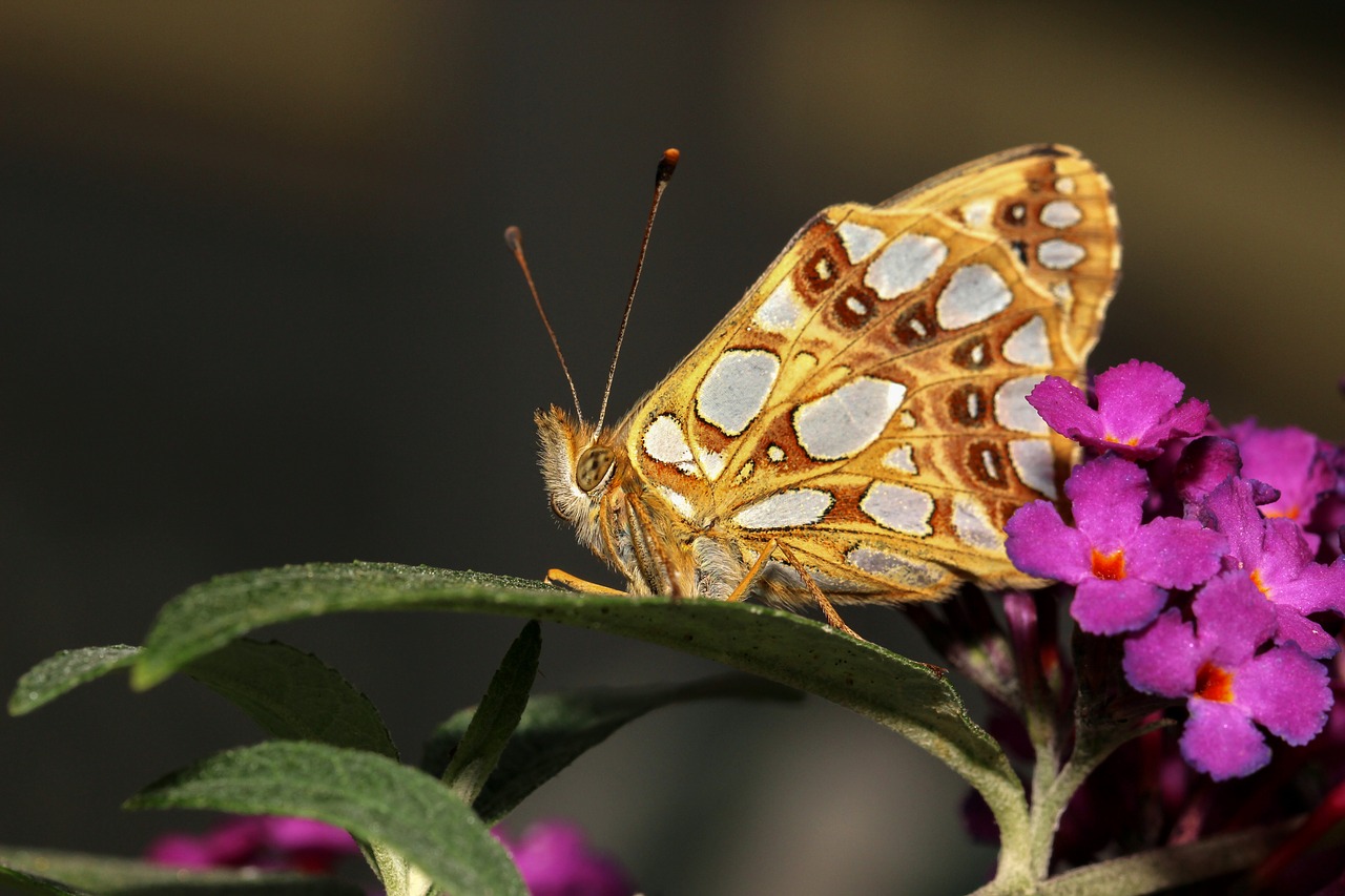 butterfly  macro  nature free photo