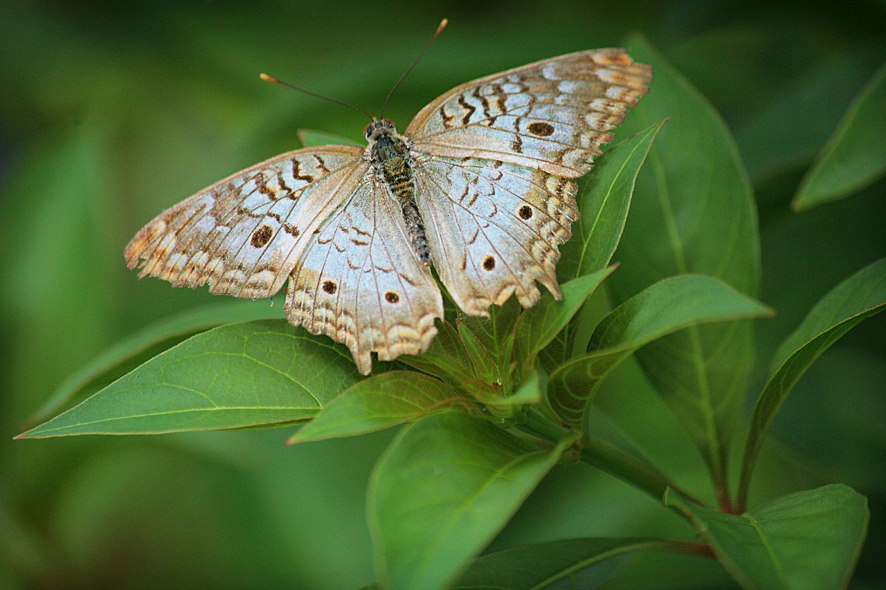 butterfly  blue  insect free photo