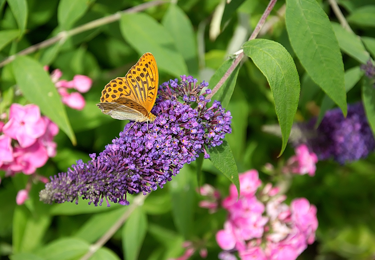 butterfly  blossom  bloom free photo