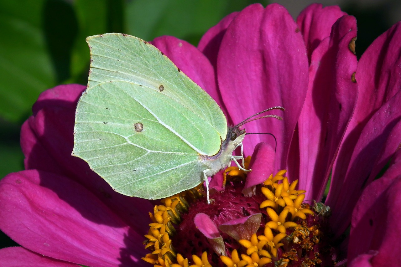 butterfly  insect  nature free photo