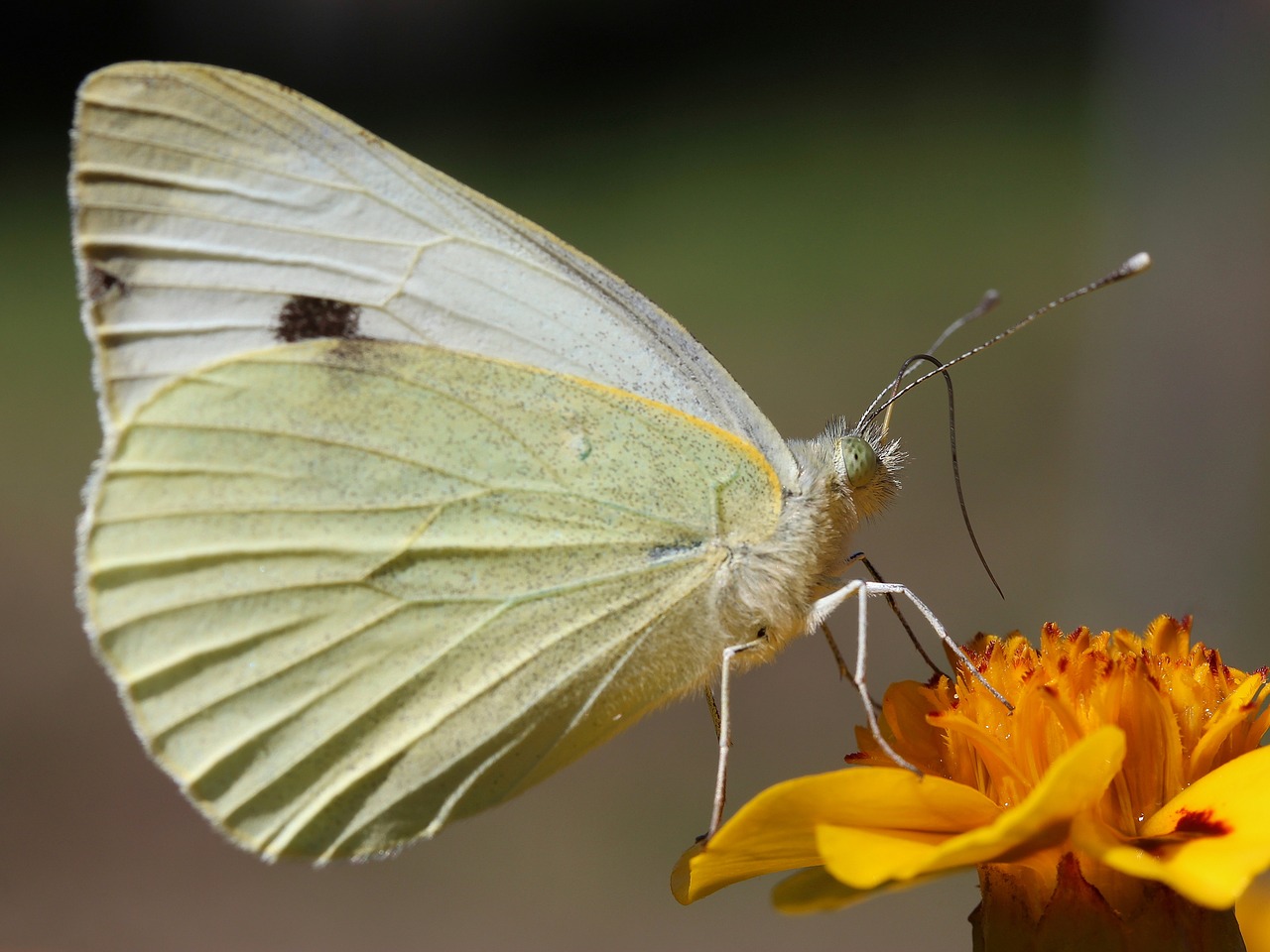 butterfly  white  flower free photo