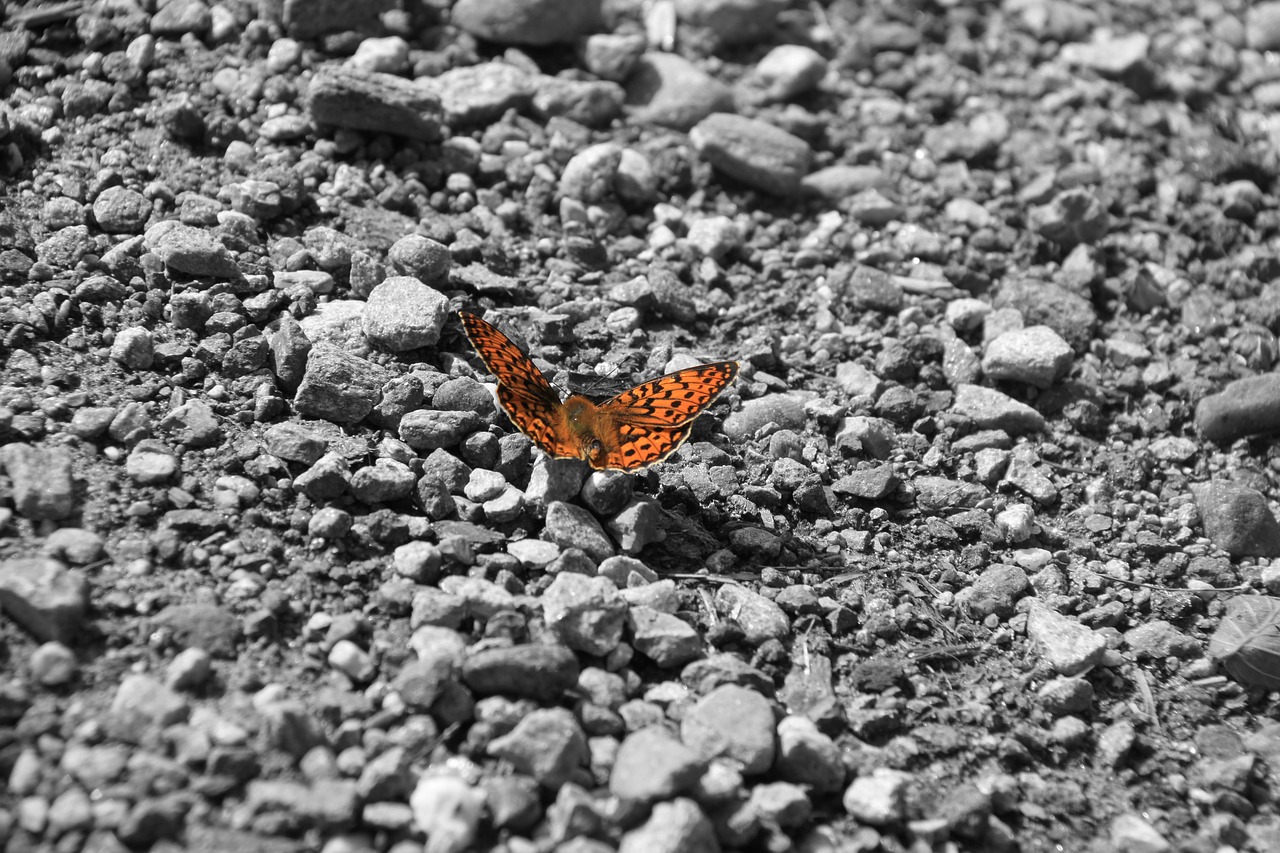 butterfly  stones  nature free photo