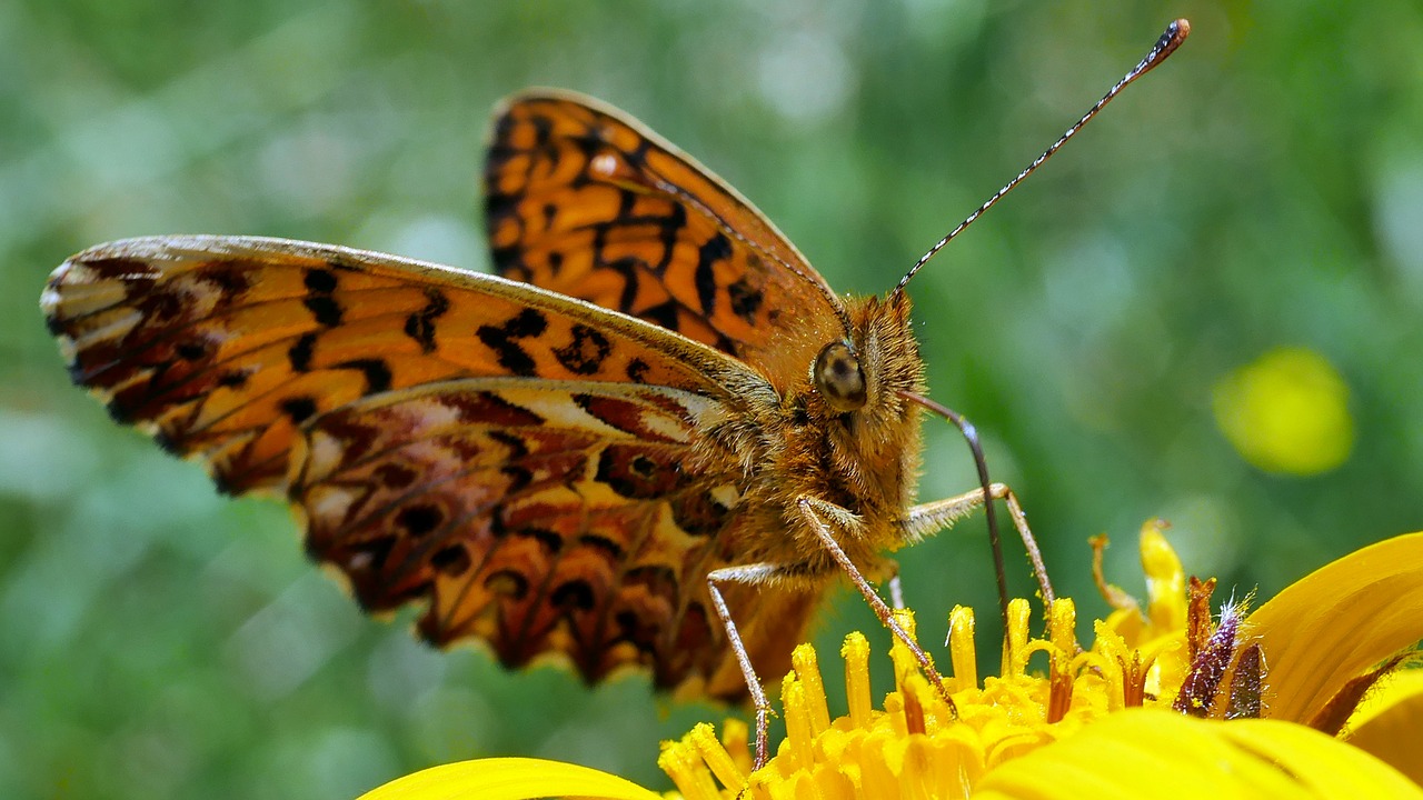 butterfly  insects  macro free photo