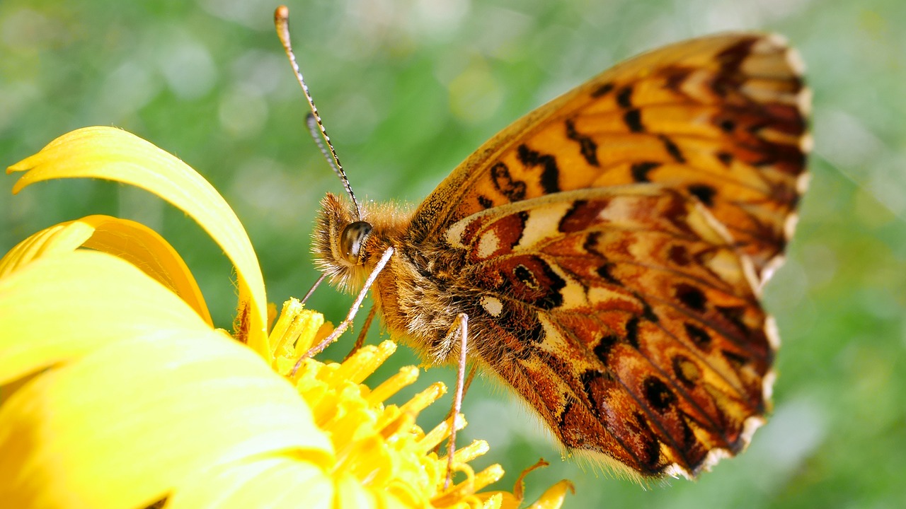 butterfly  insects  macro free photo