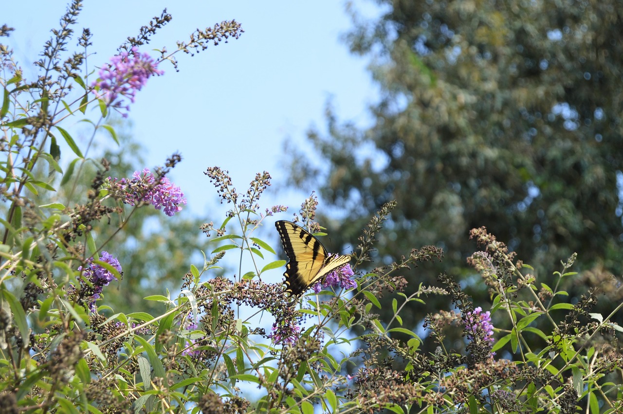 butterfly  nature  insect free photo