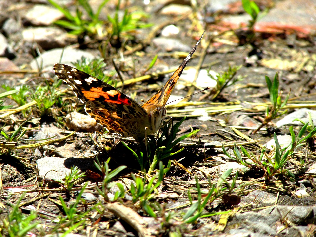 butterfly  close  closeup free photo