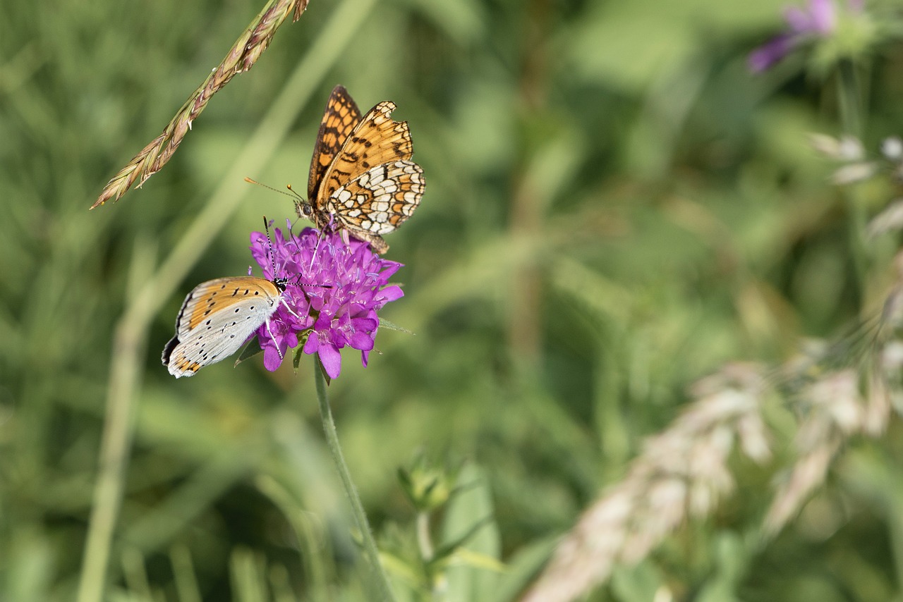 butterfly  butterflies  flower free photo