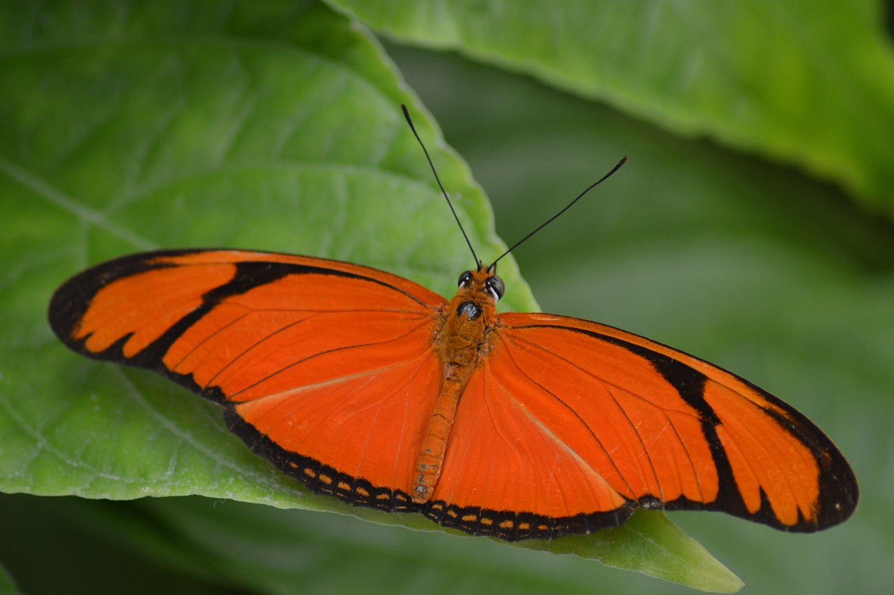 butterfly  orange  wings free photo