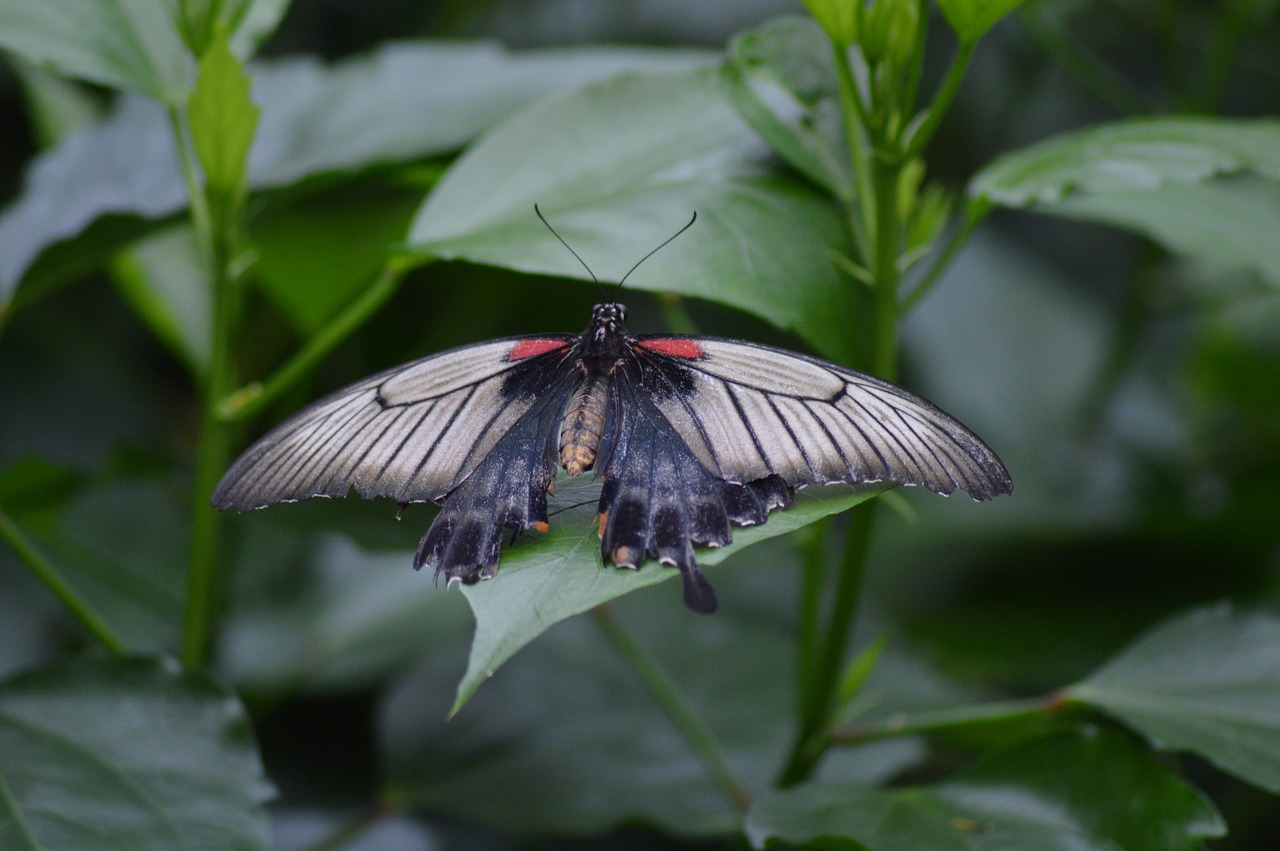 butterfly  insect  nature free photo