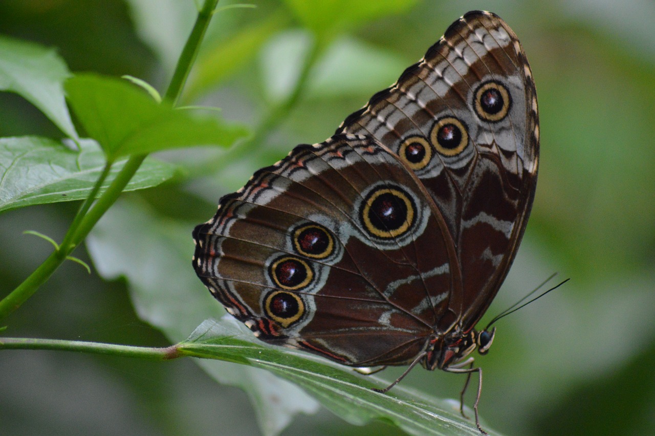 butterfly  insects  wings free photo