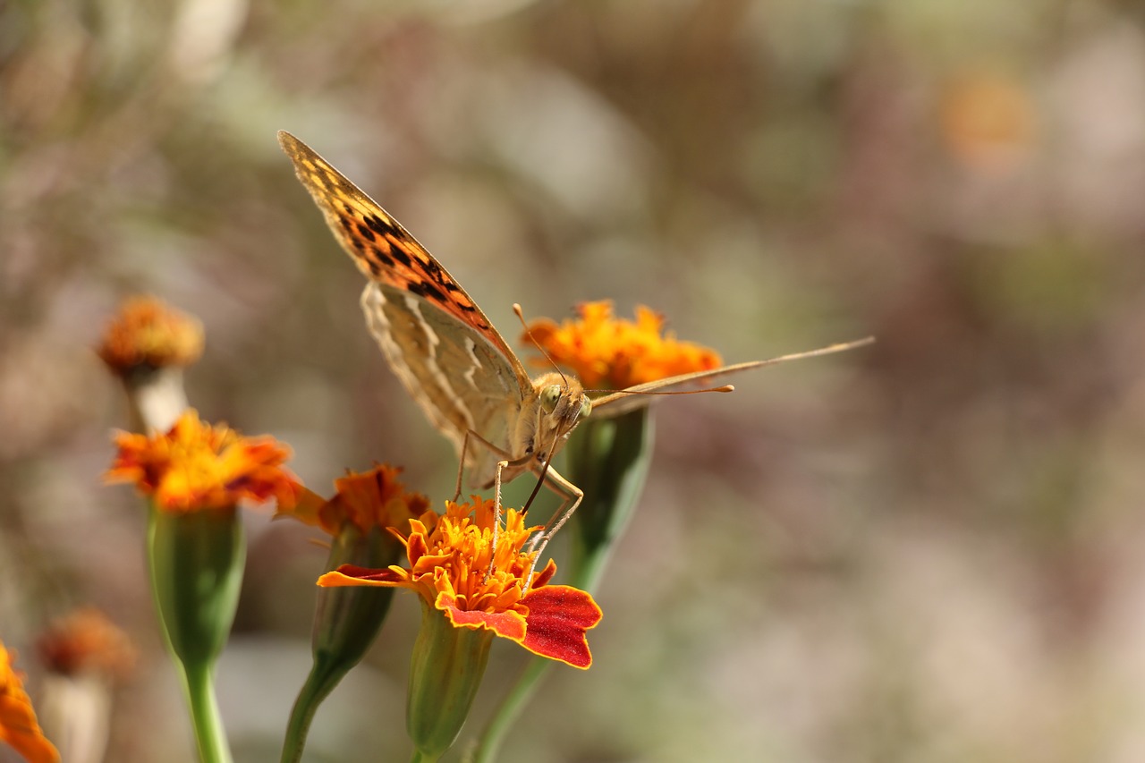 butterfly  flower  nature free photo